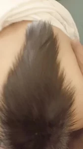 狐狸相公txt新浪